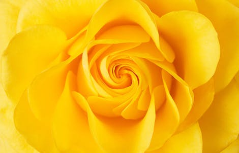 Close-up photograph of a rose representing joy & friendship