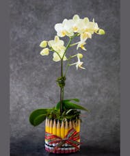 Pencil Orchid