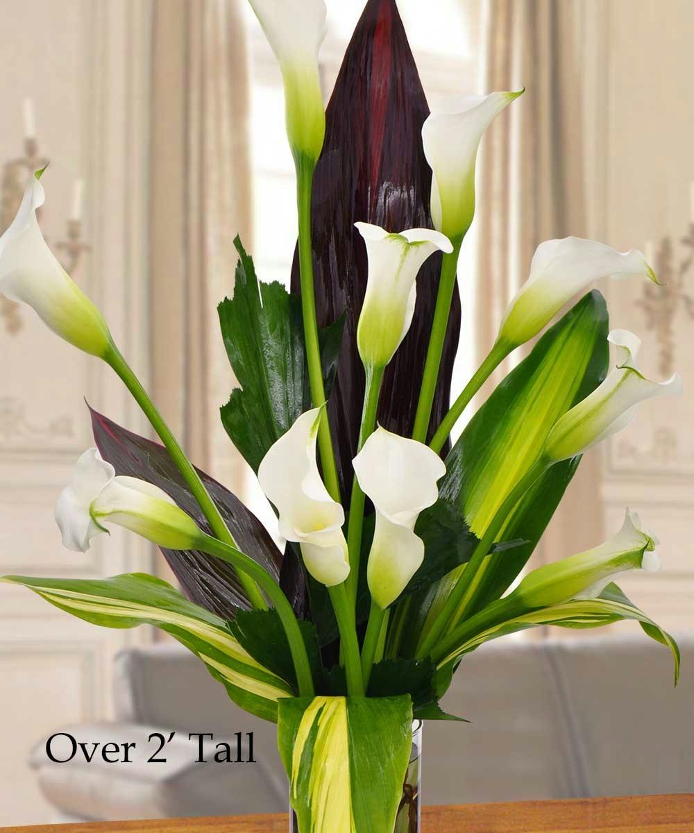 Majestic Calla Lilies Stand out in the crowd with these majestic