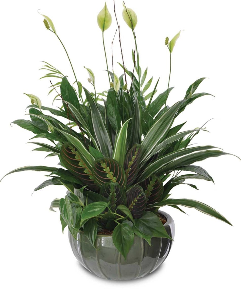 Peaceful, calm and elegant, this green peace lily plant will add serenity to any room.