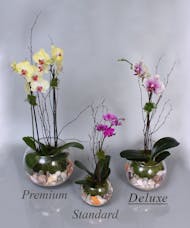Siesta Orchids