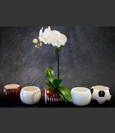 Orchid Sports Planter