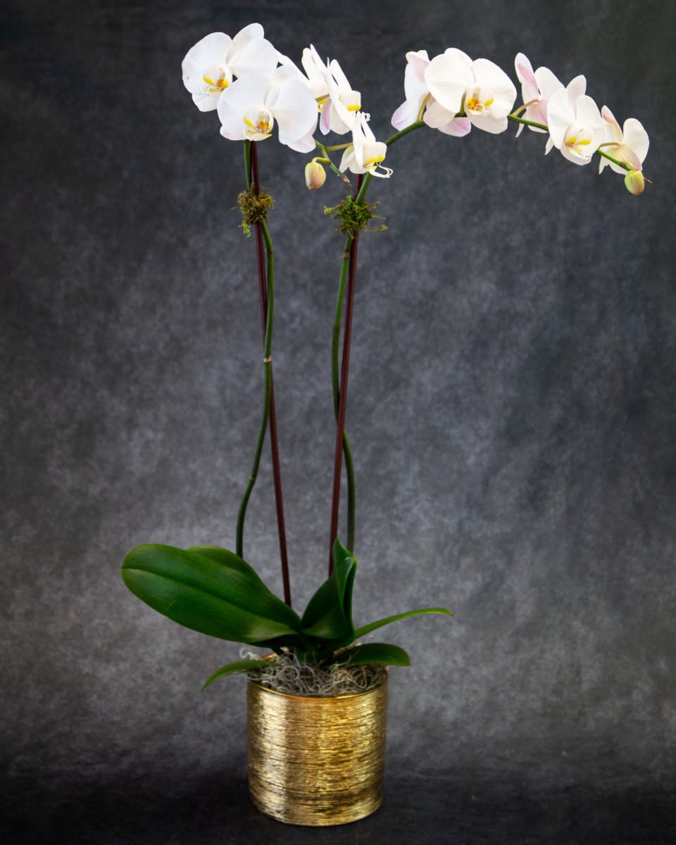 The Mother Orchid Sarasota (FL) SameDay Plant Delivery Beneva Flowers