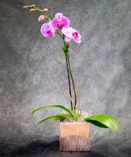 The Mother Orchid - Single Stem