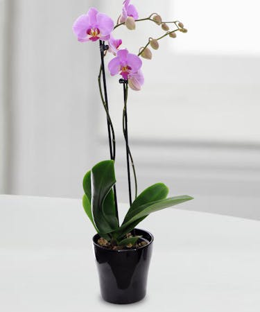 Outstanding Orchid Floral Arrangements Beneva Flowers Sarasota Florida 34238