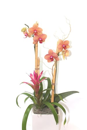 Tropical Orchid Garden Orchid Plants Beneva Flowers Sarasota Florida Florist