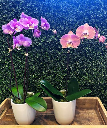 Stunning Orchids
