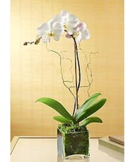 Ella Orchid Planter
