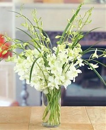 White Orchid Vase Sympathy Funeral Flowers Beneva Com