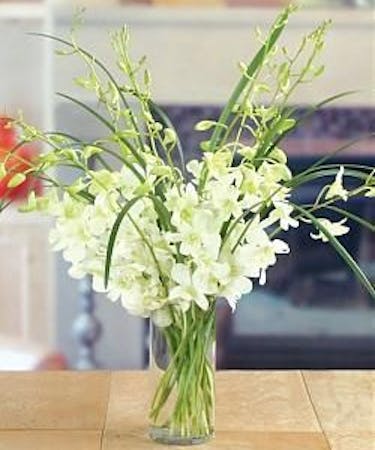 White Orchid Vase Sympathy Funeral Flowers Beneva Com