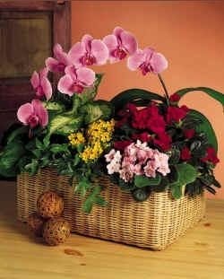 European Blooming Garden Blooming Plants