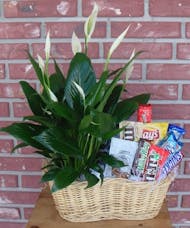 Plant and Snacks basket