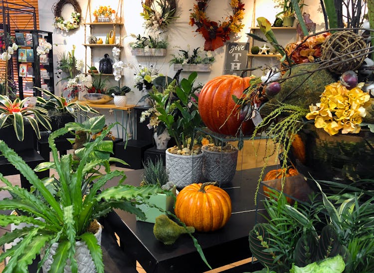 Seasonal plants and gifts on display in our south Sarasota location
